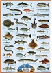 Sea Fish Poster