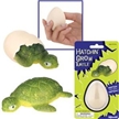 Hatchin' Grow Turtle