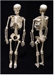 human skeleton model 34 inches