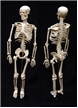 Human Skeleton Model 34 inches, small human skeleton replica, science supplies, human body skeleton 