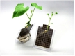 Seed Germination Kit, grow seeds with solar power, kids gardening toy and science kits