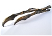 Albertosaurus Hand