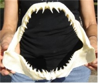 Mako 11" Shark Jaw