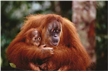 Orangutan Mother and Baby Poster