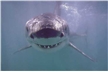 Great White Shark Poster
