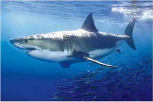 Great White Shark Poster 