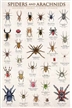 Spiders and Arachnids Poster