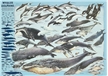 Whales & Dolphins Poster