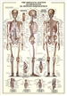 The Skeletal System Poster
