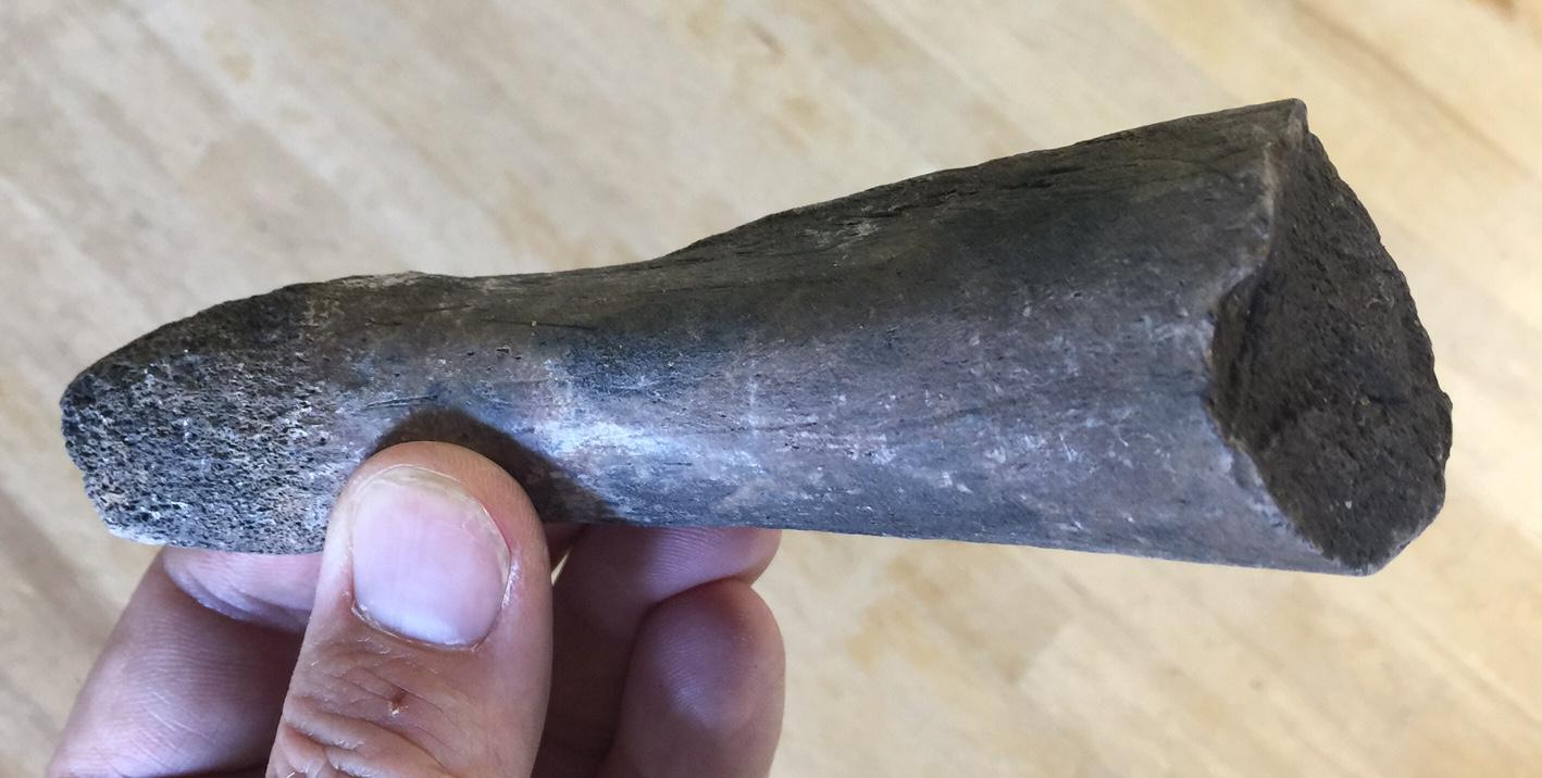 Fossilized Prehistoric Manatee Rib Bone