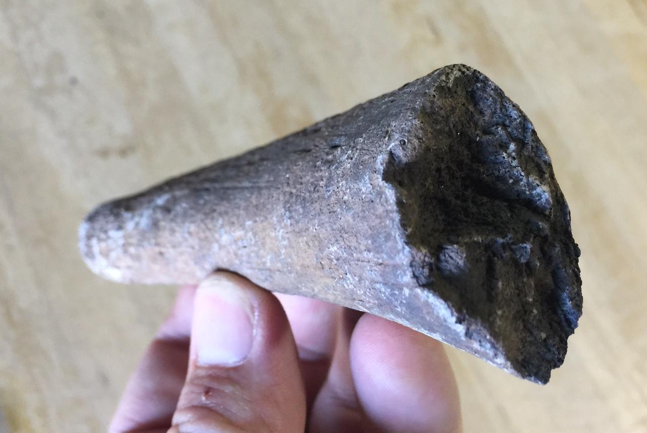 Fossilized Prehistoric Manatee Rib Bone