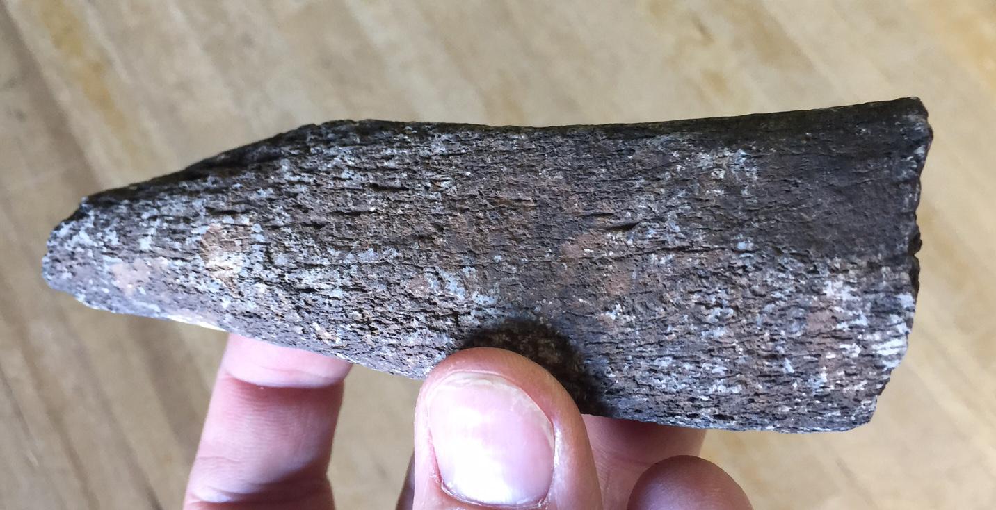 Fossilized Prehistoric Manatee Rib Bone