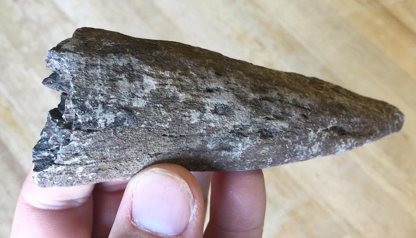 Fossilized Prehistoric Manatee Rib Bone
