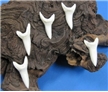 Mako Shark Tooth 2-1/8"