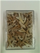 Authentic Fossil Shark Teeth Boxed