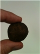 Authentic Fossil Echinod Rough Brown