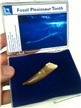 Authentic Fossil Plesiosaur Tooth
