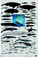 whale poster, dolphin poster, whale and dolphin poster, mammals of the ocean poster, mammals of the 