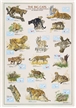 big cats poster, poster of cats, big cats art work, big cats poster laminated, laminated poster
