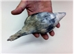 Large Fossilized Seashell 