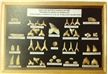 Fish and Reptile Fossil Collection in Wood Display Box