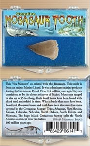 Real Mosasaur Dinosaur Tooth Fossil in Collection Box
