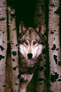 Grey Wolf Poster by Safari, detailed grey wolf poster in forest