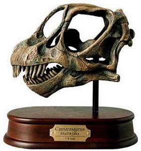 Camarasaurus Dinosaur Skull Model