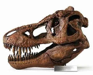 Dinosaur Large Tyrannosaurus Rex Skull Replica
