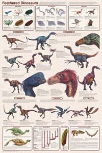 Feathered Dinosaurs Poster (Laminated)