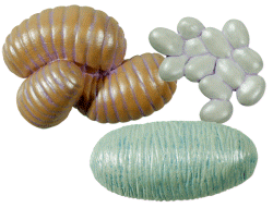 Ant Lifecycle Figures - Bug Toys - Insect Toys