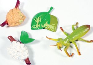 Praying Mantis LifeCycle Stages