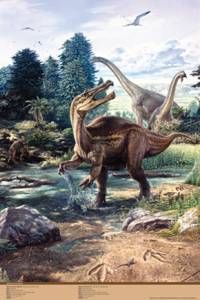 Baryonyx Walkerii & Brachiosaurus Poster-Laminated Rolled and Sleeved