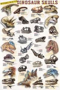 Dinosaur Skulls Poster-Laminated Rolled and Sleeved