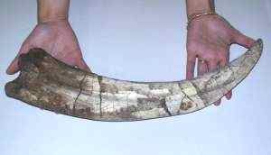 Long Clawed Dinosaur
