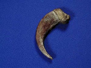 Grizzly Bear Claw Replica