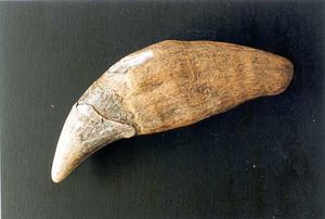 Cave Bear Tooth Replica
