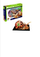 4D Vision Anatomy Model - Snail