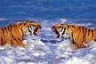 Bengal Tigers Roaring Poster, tiger poster, bengal tiger poster, educational poster bengal tiger