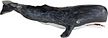 Wild Safari Sealife Sperm Whale Adult Model Toy