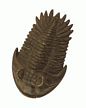 Bullyland Dinosaur Trilobite Model Toy