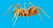 Tarantula Woodkit