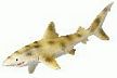 Bullyland Leopard Shark Model Toy