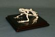 Authentic Toad Skeleton w/Wooden Base