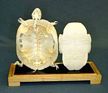 Authentic Turtle  Skeleton w/Wooden Base