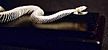 Authentic Non-Poisonous Snake Skeleton Specimen w+Case