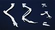 Hind Limb Comparison Set - five classes of vertebrates, learn about animals, animal skeleton, animal