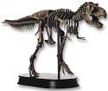 Large Dinosaur Skeleton Model Tyrannosaurus Rex