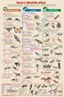 Insect Identification Poster (Laminated)