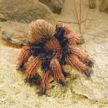Folkmanis Small Tarantula Hand Puppet